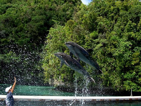Палау T88RF Туристические достопримечательности Дельфины.