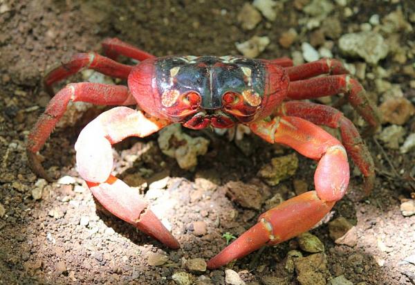 Christmas Island VK9XGJ Grumpy faced crab.