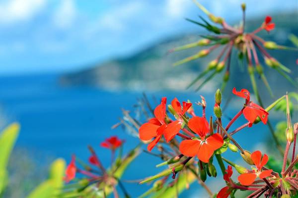 Остров Мадейра CT9/DF6QP Цветы