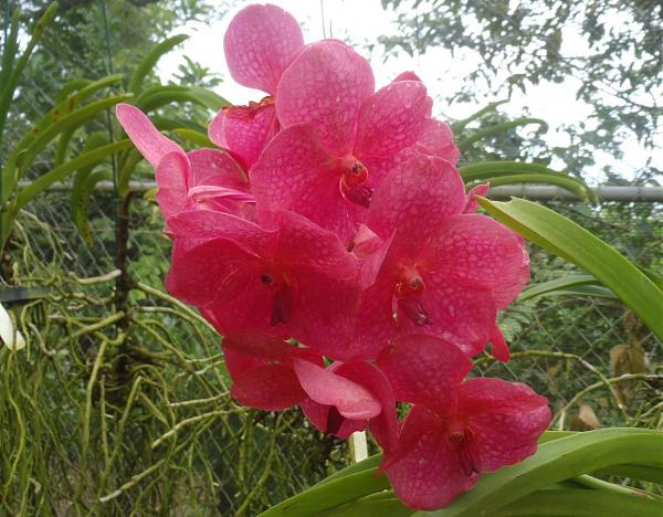 8P0VR Остров Барбадос Орхидея