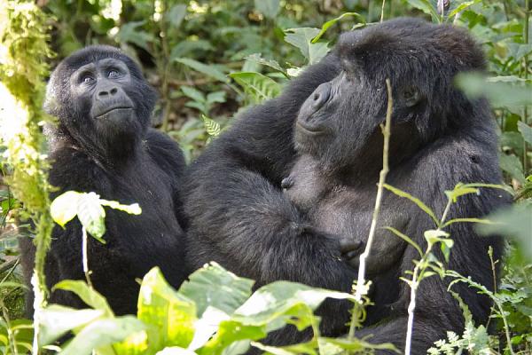 Уганда 5X1O Горные гориллы Лес Бвинди. 