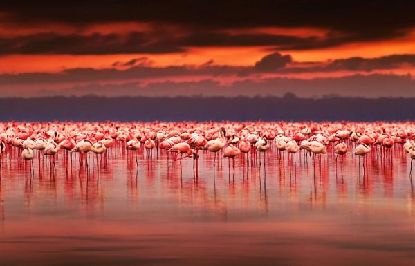 Кения 5Z4/M0LEP Африканские фламинго Национальный парк Озеро Накуру. 